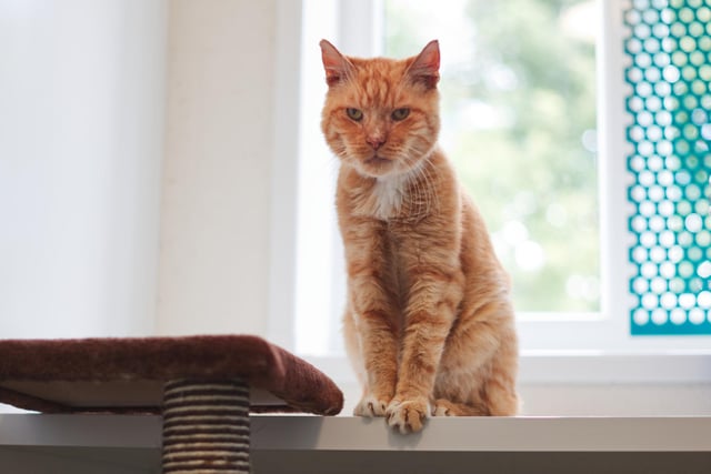At 12 years old, Miguel was found as a stray.  Although not much is known about how long it has been since he last experienced a loving home, those on behalf of the RSPCA would love nothing more than to see this elderly gentleman finally settle down.