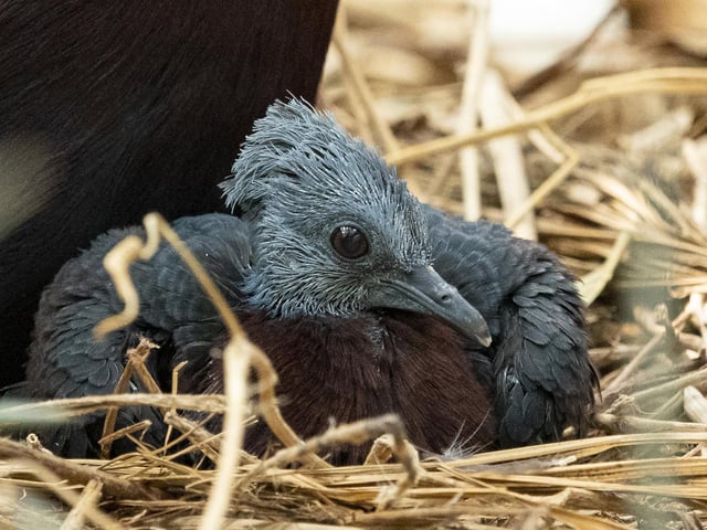 Sclater's pigeon