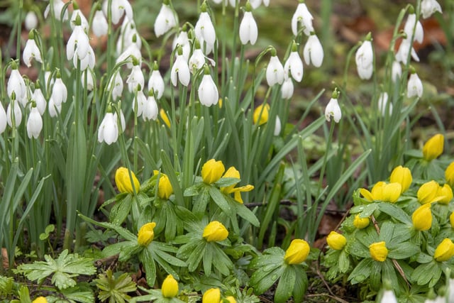 Signs of spring at Howick Hall Gardens and Arboretum