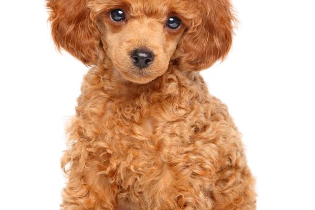 A loyal pedigree, the toy Poodle is loved for it's smart and sensitive nature. Being hypoallergenic is another reason for the breeds increased popularity. Increasing in price by 71% since last year, puppies of this breed can cost more than £1040.