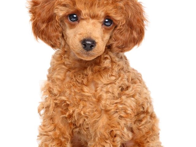 A loyal pedigree, the toy Poodle is loved for it's smart and sensitive nature. Being hypoallergenic is another reason for the breeds increased popularity. Increasing in price by 71% since last year, puppies of this breed can cost more than £1040.
