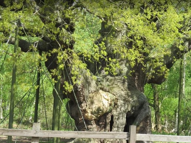 Discover the history and wonder that surrounds Sherwood Forest, plan your trip to the famous forest this weekend.