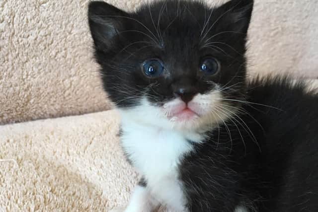Three-week-old kitten Luca who was found under some decking
