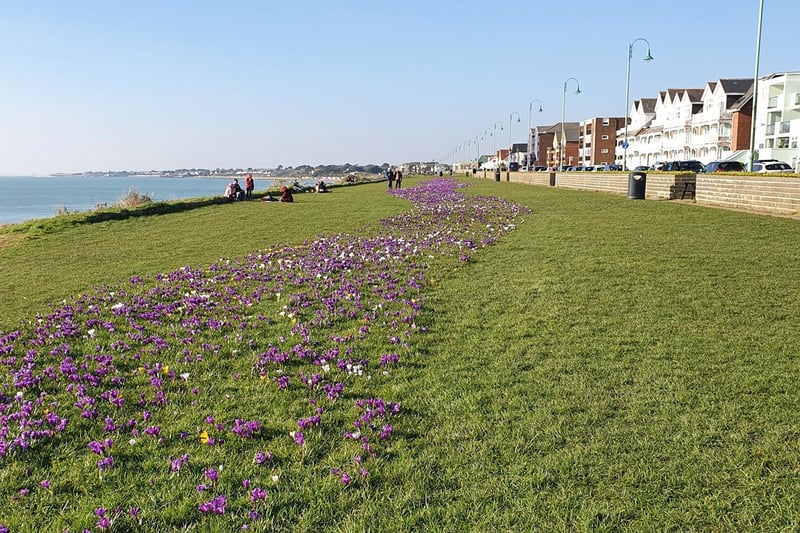 Flowers blooming in Lee-on-the-Solent. Picture: Louise Wild