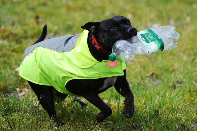 Staffordshire cross, Lexi have become well known for clearing up litter in Tamfourhill area.