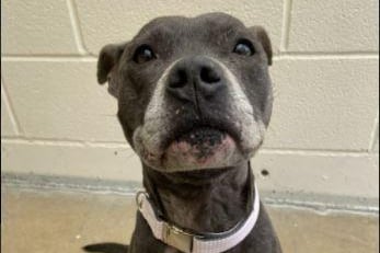This is Skylar. She is a six-year-old Staffie looking for a family. The RSPCA say she is: 'a beautiful girl and a great example of the breed. She is so loving and will be a loyal companion.' Skylar can live with other dogs and children aged 5+ but not cats.