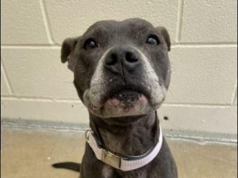 This is Skylar. She is a six-year-old Staffie looking for a family. The RSPCA say she is: 'a beautiful girl and a great example of the breed. She is so loving and will be a loyal companion.' Skylar can live with other dogs and children aged 5+ but not cats.