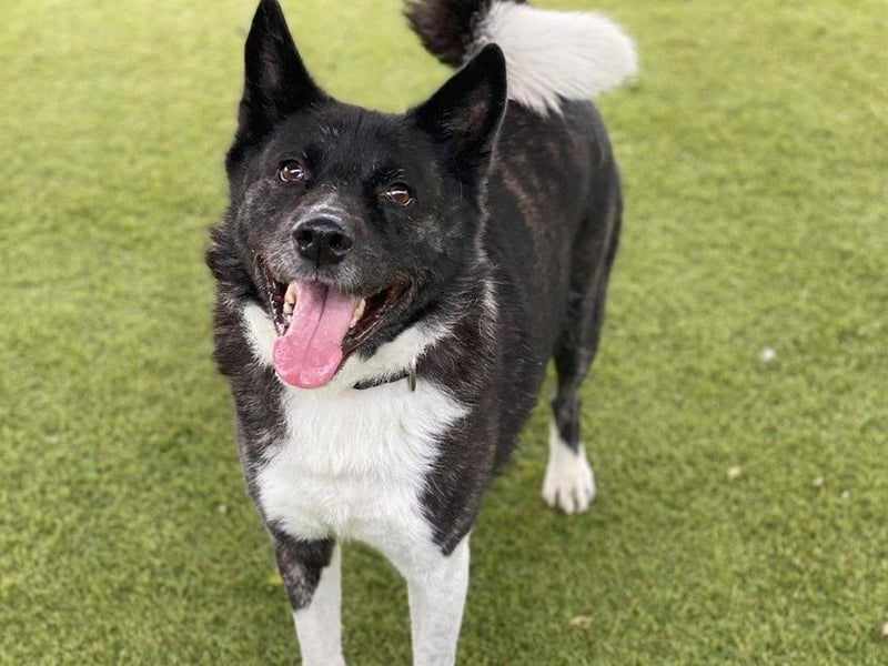 You may recognise Kai from last week, he is still looking for his forever home with someone with the time to give him the care and attention he needs. He can be a bit nervous at first towards new people but once he gets to know you he loves nothing more than a fuss and long walk.