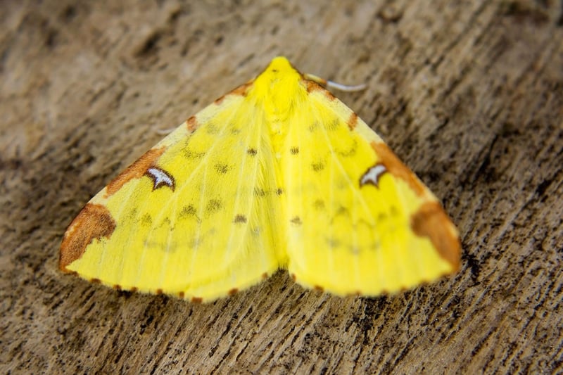 Named to due it's unmistakable bright yellow colour, the Brimstone Moth overwinters in pupae hidden in cracks in walls. When they emerge these moths are most active just before dusk and are regularly attracted to lights.