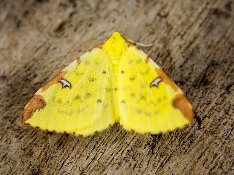 Named to due it's unmistakable bright yellow colour, the Brimstone Moth overwinters in pupae hidden in cracks in walls. When they emerge these moths are most active just before dusk and are regularly attracted to lights.