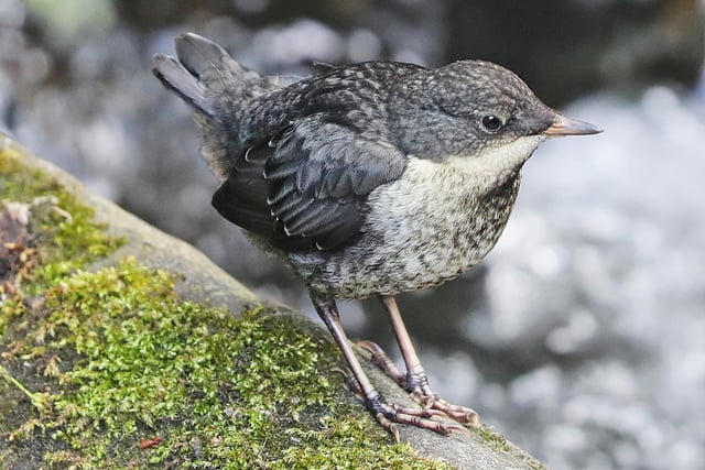 Juvenile Dipper on the Porter Brook by John Scholey