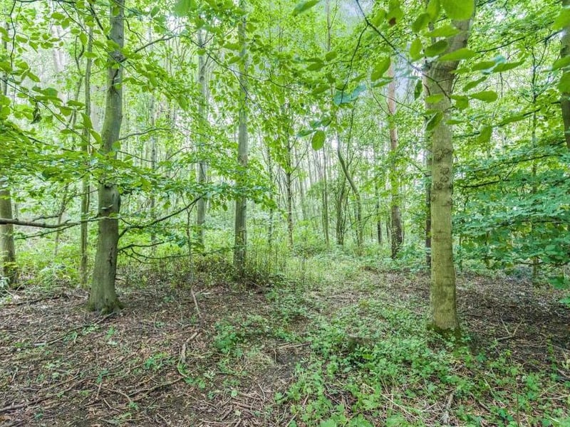 The private woodland area (three-quarters of an acre). It has been left to nature and is home to a variety of trees, plants and wildlife.