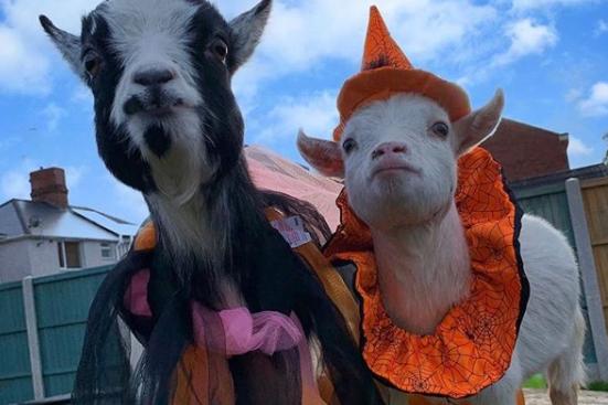 These two little goats were dressed up by owners @the_goats_that_cud