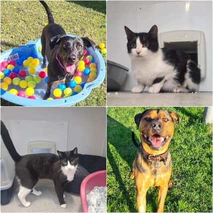 11 Cats and Dogs up for adoption at RSPCA Sheffield.