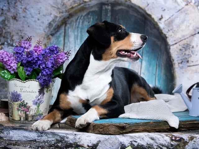 This dog is agile, versatile and lively. They excel in agility, obedience, herding and search and rescue (Photo: Shuttertock)