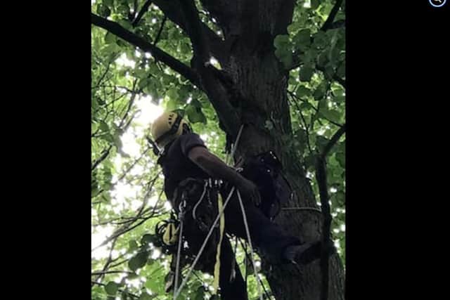 South Yorkshire firefighters rescured this cat that was stuck up a tree