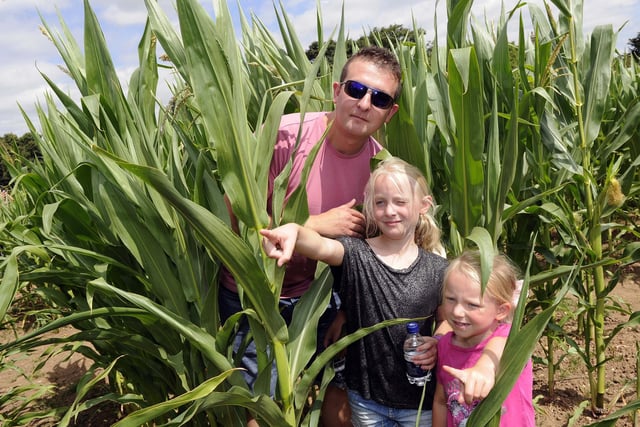 Every year The Maize Maze opens for the Summer at Boston Park Farm.