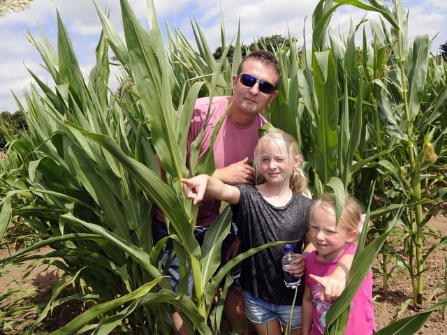 Every year The Maize Maze opens for the Summer at Boston Park Farm.