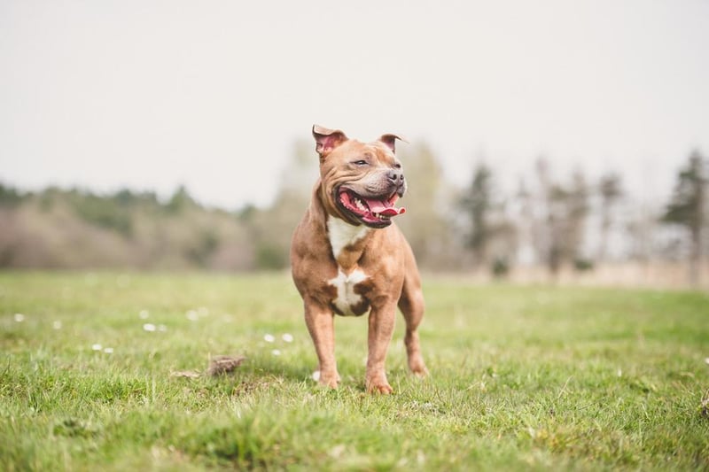 The Staffordshire bull terrier is the sixth most popular breed in the UK through lockdown, with 1,906 purchased.