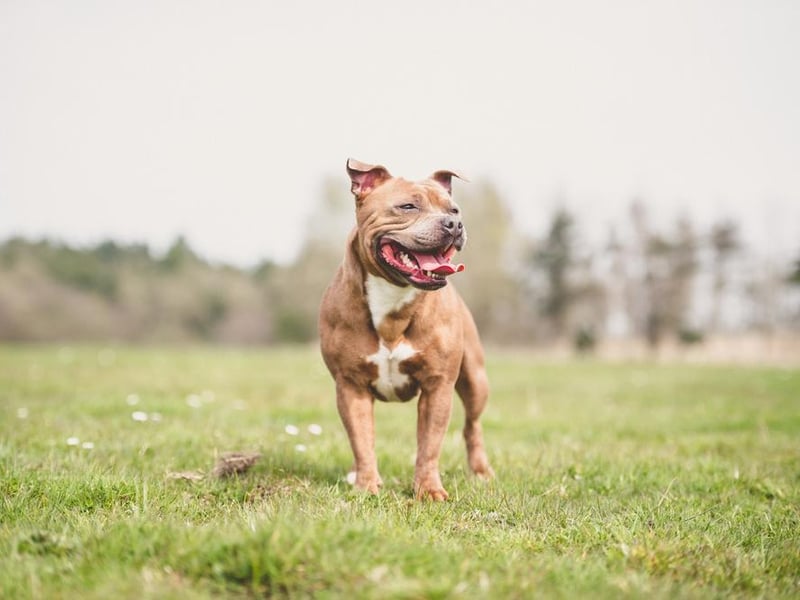 The Staffordshire bull terrier is the sixth most popular breed in the UK through lockdown, with 1,906 purchased.
