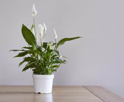 The peace lily not only has detoxifying qualities for the home, it’s also beautiful to look at - but be warned, it’s poisonous if consumed