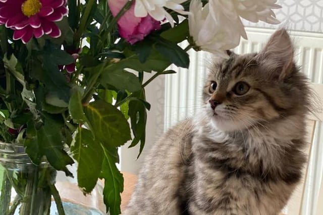 Poppy, the 16-week-old kitten, came home to Agnetha's family in lockdown 2.0. She said: "She is very playful, mischievous, at times, and loves snuggling up on your lap to fall asleep."