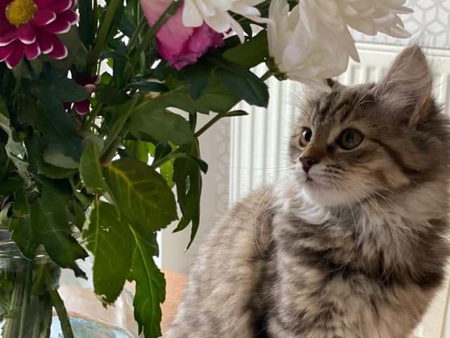 Poppy, the 16-week-old kitten, came home to Agnetha's family in lockdown 2.0. She said: "She is very playful, mischievous, at times, and loves snuggling up on your lap to fall asleep."