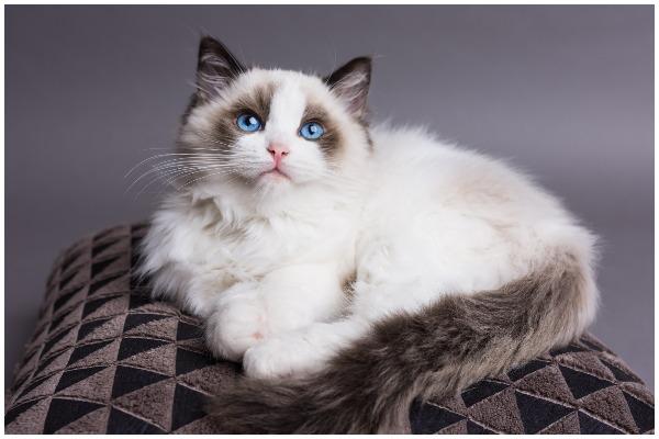 Ragdolls love plenty of cuddles and are recognised as one of the friendliest cat breeds. They love to spend time with their owner and will even follow them around (Photo: Shutterstock)