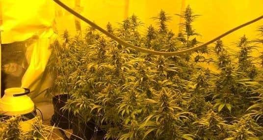 Police officers found cannabis plants growing in 21 homes in Barnsley in a two-month period