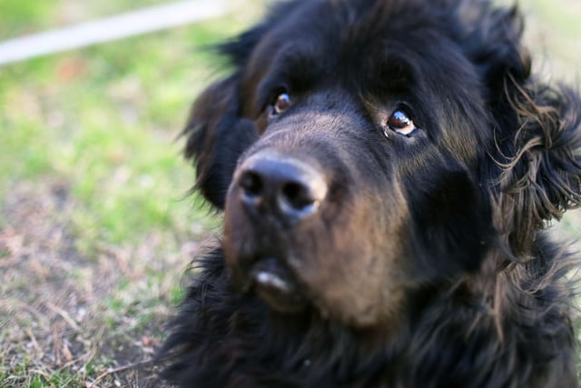 With its combination of loyalty, intelligence and sweet nature, the Newfoundland is a great family dog. They may be huge, but they are also gentle and protective of children.
