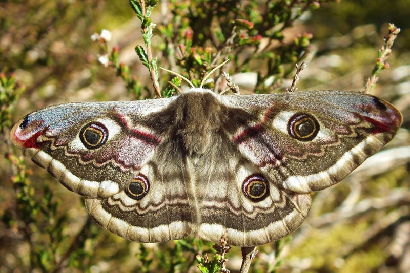 Arguably the UK's most spectacular moth, the Emperor is Britain's only representative of the silkmoth family. The caterpillar of the Emperor is equally eye-catching - bright green with purple spots, it is well camoflagued against the heather and heath on which is feeds. The adults fly during the day and are widespread  in the Highlands.