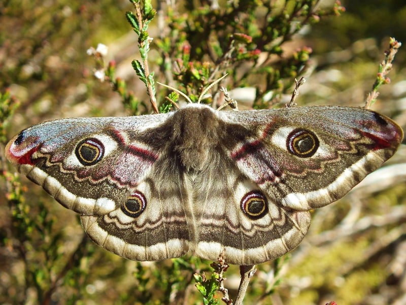 Arguably the UK's most spectacular moth, the Emperor is Britain's only representative of the silkmoth family. The caterpillar of the Emperor is equally eye-catching - bright green with purple spots, it is well camoflagued against the heather and heath on which is feeds. The adults fly during the day and are widespread in the Highlands.