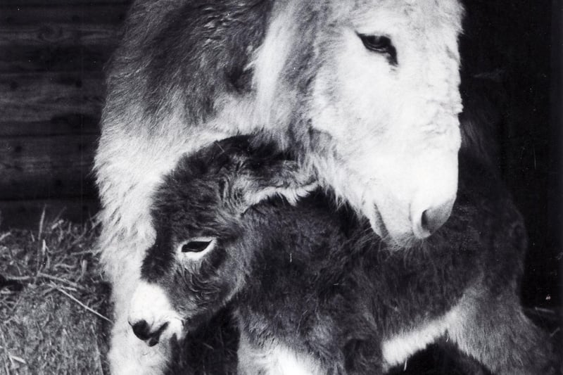 Donkeys at Graves Park Farm - April 1985