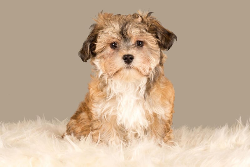 Gentle, responsive and playful, a Havanese is another great companion dog, hence 466 of them being registered in 2020.