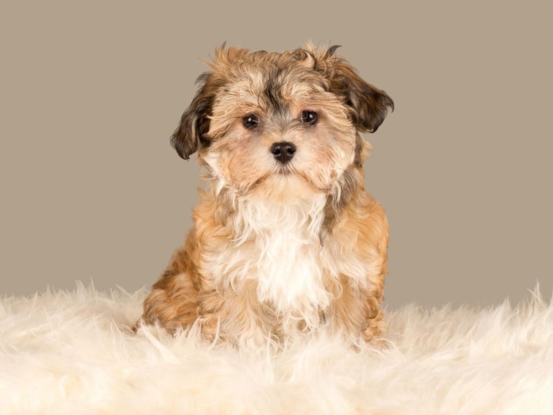 Gentle, responsive and playful, a Havanese is another great companion dog, hence 466 of them being registered in 2020.