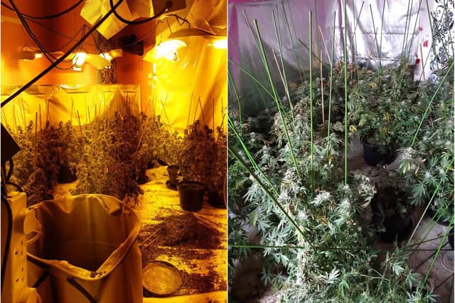 A cannabis factory was discovered in a house in Cresswell Road, Darnall, earlier this week
