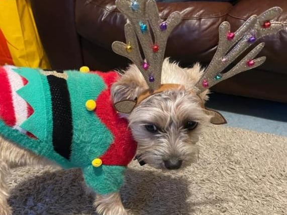 Katherine Rita Johnson posted:  "Don’t think Mollie is liking the idea of Christmas."