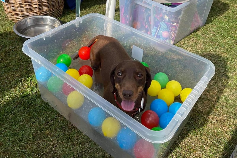A Dachshund cooling down in some water.