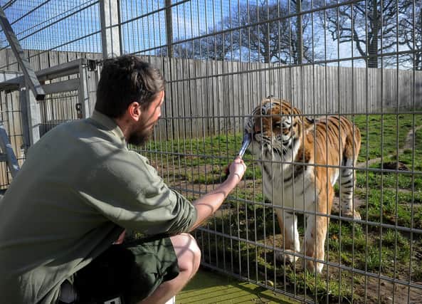 Feature on Yorkshire Wildlife Park, Doncaster.Animal Ranger Adam Spencer feeds Shuna the Tiger at the park..5th February 2020..Picture by Simon Hulme