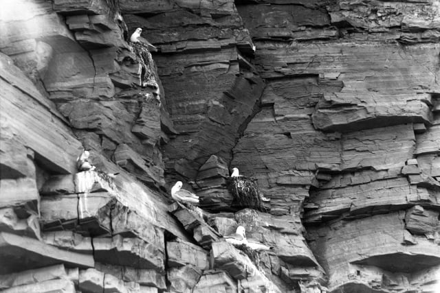 Kittiewakes at Marsden Rock in 1935.
