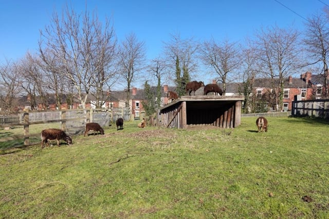 Heeley City Farm, Richards Road, Heeley, Sheffield, S2 3DT. Rating: 4.6/5 (based on 959 Google Reviews). "The animals are great as is the smashing cafe. The plant shop is a real find with top quality plants at a fraction of garden centre prices."