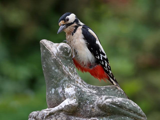This female great spotted woodpecker seemed to be interested in an ornamental frog in my garden.

