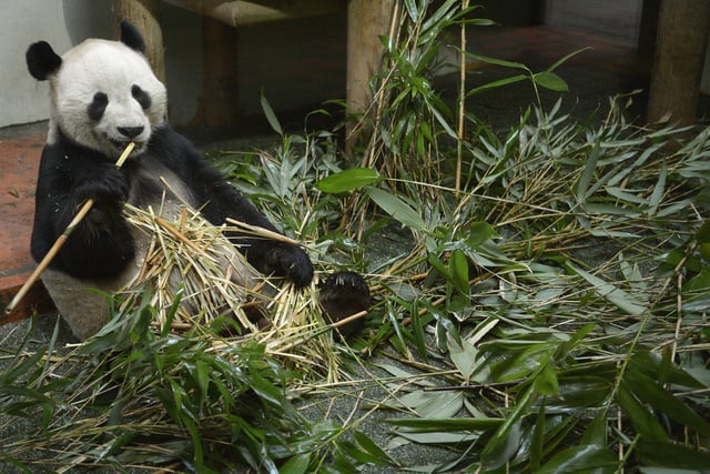 Yang Guang, the male Panda at Edinburgh Zoo, eats bamboo inside his enclosure on April 10, 2013 in Edinburgh. Zoo experts can now say that the giant pandas Tian Tian and Yang Guang are likely to meet for the breeding season imminently. The Royal Zoological Society of Scotland has announced that scientific testing has identified that female panda Tian Tian could possibly now be as little as 10 days away from her 36 hour fertile window.