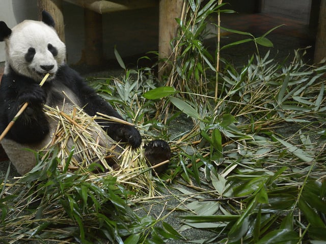 Yang Guang, the male Panda at Edinburgh Zoo, eats bamboo inside his enclosure on April 10, 2013 in Edinburgh. Zoo experts can now say that the giant pandas Tian Tian and Yang Guang are likely to meet for the breeding season imminently. The Royal Zoological Society of Scotland has announced that scientific testing has identified that female panda Tian Tian could possibly now be as little as 10 days away from her 36 hour fertile window.