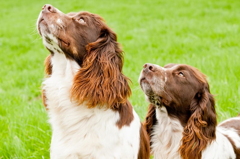 Springer Spaniels are still a common choice for dog owners, coming in at sixth, but registrations are down by 30 per cent compared to a decade ago.