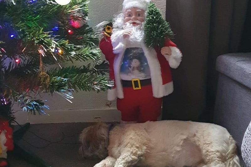 Debbie Simpson took this festive snap of her dog.
