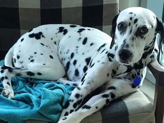 This dog knows how to relax in style! From @kipmcgrathdoncasterwest