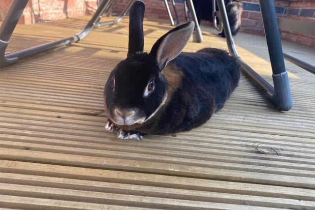 Felicity Deighton said: "Rosie Rabbit! Black Otter Mini Rex! Full of personality! Loves to play with the cats, eat from your hands and cuddles."