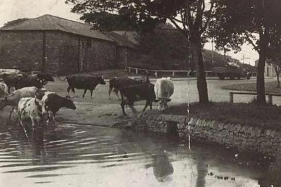 A rural view of Cleadon. Photo: Helen Tomlinson.