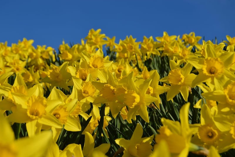 Debbie Neilson took this picture of daffodils in the sun.